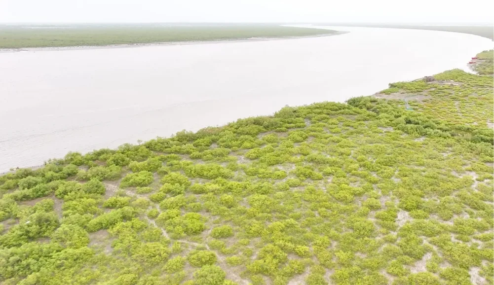 Mangroves Image